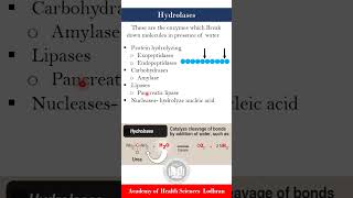 Hydrolases enzymes that hydrolyze molecules in presence of water  Biochemistry  by Imran Yaseen [upl. by Jolene]