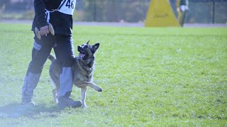 Schutzhund  Unleashed [upl. by Lletnahc]