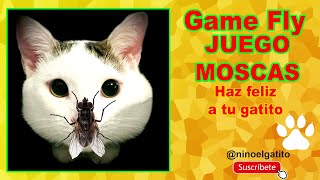 VIDEO DE MOSCAS PARA TU GATO JUGO QUE DIVIERTE [upl. by Alatea528]