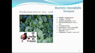 jardinage Fiche technique Brunnera macrophylla variegata Plante vivace [upl. by Isawk]