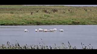 SPOONBILLS BIRDS [upl. by Maise302]