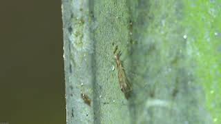 Threadlegged Bug Empicoris vagabundus  Brighton August 2024 [upl. by Lebasiairam563]