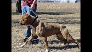 Ancient Dog of War Reconstructed for Guard Dog of Today [upl. by Netsew]