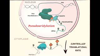 Pseudouridylation science genetics [upl. by Aridaj342]