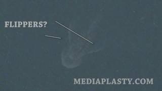 Satellite Pictures of Unknown Creature Under Loch Ness [upl. by Nnyllaf]