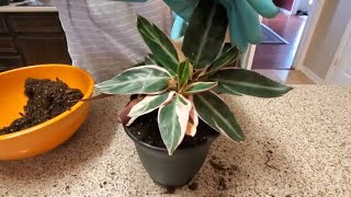 REPOTTING MY STROMANTHE TRIOSTAR PLANT  DONNA JOSHI [upl. by Herrera]