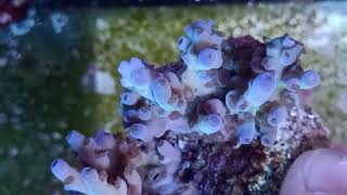 Acropora tenuis premium fiji coral gandalf [upl. by Idnahs]