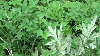 Uses of Artemisia vulgaris  Machapatri  Herbal garden [upl. by Lynnett]