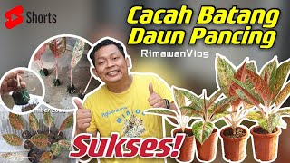 Eps 184 Memperbanyak Aglaonema dengan Cacah Batang Daun Pancing  Rimawan Vlog [upl. by Ahteres]