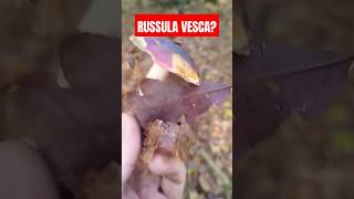 Russula vesca shorts [upl. by Alec]