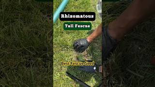 Rhizomatous Tall Fescue to the Rescue shorts lawn [upl. by Peace]