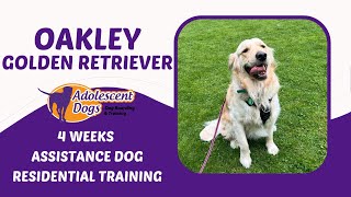 Oakley the Golden Retriever  4Week Assistance Dog Training Stay [upl. by Oilcareh515]