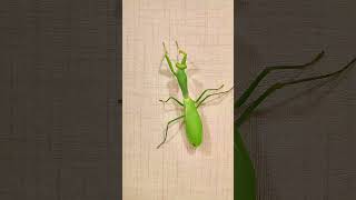 How does a giant mantis differ from a regular one mantis insects [upl. by Harding974]