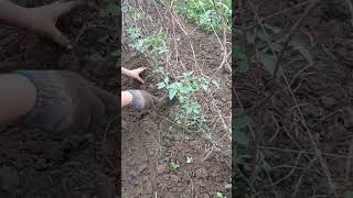 gambol shortsvideo vegetablegardening farming gambol tomatoes kamatis [upl. by Grevera]