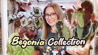 My Entire Begonia Collection  45 Plants  Some Care Talk [upl. by Nylarac]