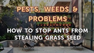 How to Stop Ants From Stealing Grass Seed [upl. by Esma720]