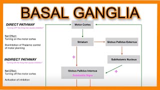 Basal Ganglia Direct vs Indirect Pathways [upl. by Cole]