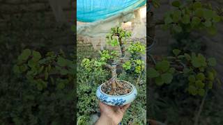 Jade Bonsai in ceramic Pot jadeplantcare bonsai adenium [upl. by Nawram]