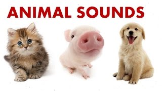 Animal Sounds For Children To Learn  BEST [upl. by Akimit]