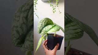 ￼Scindapsus pictus Exotica Trầu Bà Lụa sau khi được chiết đã bung rất nhiều mầm mới ♥️ [upl. by Binny985]