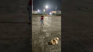 ঘুরু ঘুরু doglover dog pets shihtzu shihtzulove youtubeshorts trending shorts [upl. by Gaskill170]