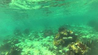 Snorkeling at Bread amp Butter Cayes in Belize [upl. by Noillimaxam199]