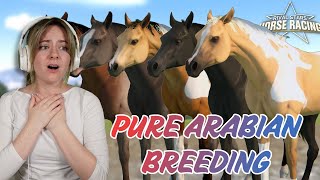 BREEDING A FULL STABLE OF PURE ARABIAN HORSES  Rival Stars Horse Racing  Pinehaven [upl. by Morrissey157]