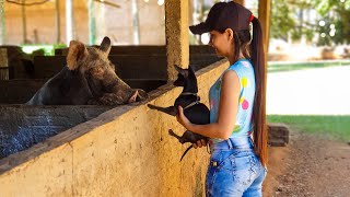 CONHECENDO A FAZENDA DOS SONHOS um dia compro uma [upl. by Kristof]