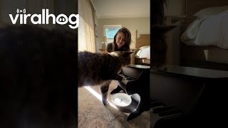 Cat Taught To Play Piano Using Classical Conditioning  ViralHog [upl. by Joyan]