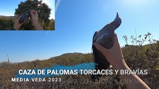 Media veda 2023 Caza de Palomas Torcaces y Bravías En la sierra 🏔️ y la llanura manchega [upl. by Calva]