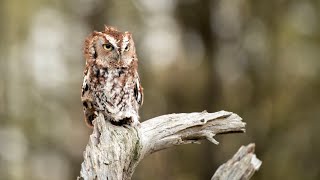 Red Eastern Screech Owl call  Sounds  hooting  Vocals [upl. by Diver]