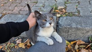 The squinty eyed cat comes to me with her friends and asks for food [upl. by Verras]