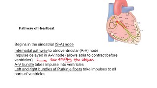 Rhythmical excitation of heartpacemaker action potential شرح [upl. by Kerred774]