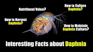 Interesting Facts about Daphnia water fleas  Culture Maintain Harvest [upl. by Nostrebor]