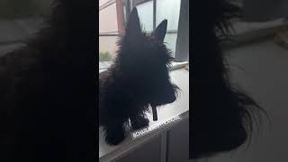 A Scottish Terrier’s Guide to Cuteness cutedog scottishterrier doglife [upl. by Oicnaneb435]