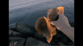 Saltwater fishing Providence Rhode Island  Whole lot of sea robins [upl. by Cj73]