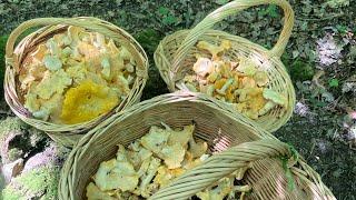 Girolles 2024  une très belle ceuillette entre copains 👍👍 [upl. by Dulsea]