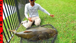 CATCHING Exotic GIANT HYBRID TIGER CATFISH in Florida [upl. by Catton]