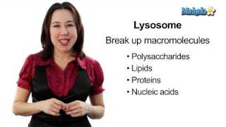 Learn Biology Cells—Lysosomes [upl. by Yeldua]