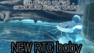 New fish of tank rtc and spotted gar RTC ගැන  සි0හලෙන් ම 🇱🇰 AquaLifeSL [upl. by Tayyebeb]