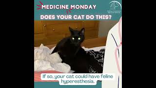 Feline Hyperesthesia Facts [upl. by Yarahs451]