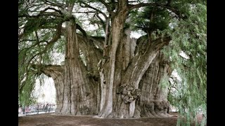 Tule El árbol más gordo del mundo ÁrbolDeTule Oaxaca MéxicoMágico ArbolesCentenarios [upl. by Naples]