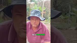 Olha esse chuchu cleidelifestyle vidanaroça colheita vidarural plantas fazenda agro [upl. by Sapowith]