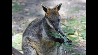 5 Facts About The Wallaby [upl. by Jorgan]