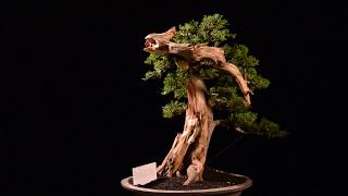 Bonsai Juniperus Chinensis Sargentii with Tanuki 281642 [upl. by Socram]