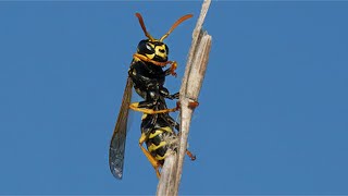 A Wasp Grooms Herself [upl. by Sima]