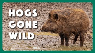 Hogs Wild Fighting the Feral Pig Problem [upl. by Melentha165]