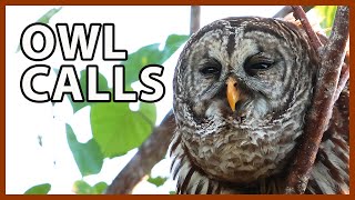 Barred Owl Calls and Sounds [upl. by Kazmirci]