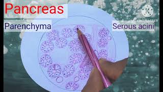 Histology of Pancreas step by step drawing with description [upl. by Triplett324]