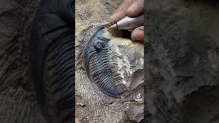 Zlichovaspis Trilobite  Atchana Morocco fossils mexico argentina chicken casablanca [upl. by Berenice108]